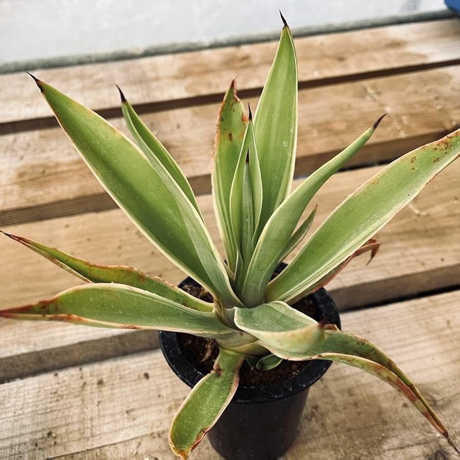 Amazon｜多肉植物：アガベ デスメティアナ ベネズエラ錦 M*葉に